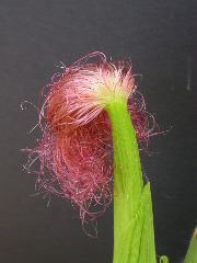 1554_zb4_P1-wr_105A_2613