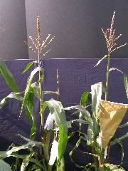 1584_B1-S_R1-g_pl1_219K_2599