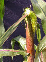 1584_B1-S_R1-g_pl1_219K_2600