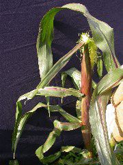 1584_B1-S_R1-g_pl1_219K_2601