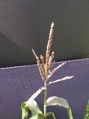 1584_B1-S_R1-g_pl1_219K_2602