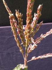 1584_B1-S_R1-g_pl1_219K_2603