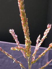 1584_B1-S_R1-g_pl1_219K_2604