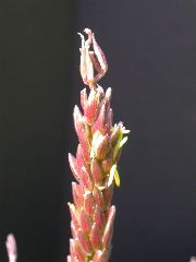 1584_B1-S_R1-g_pl1_219K_2605