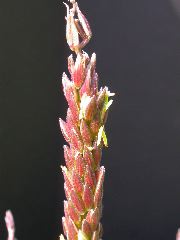 1584_B1-S_R1-g_pl1_219K_2606