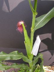 1554_zb4_P1-wr_105A_2614