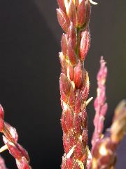 1584_B1-S_R1-g_pl1_219K_2607