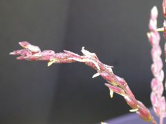 1584_B1-S_R1-g_pl1_219K_2608