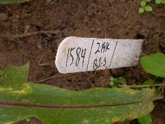 1584_B1-S_R1-g_pl1_219K_3060