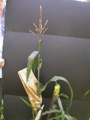 1584_B1-S_R1-g_pl1_219K_3061