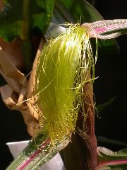 1584_B1-S_R1-g_pl1_219K_3062