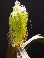 1584_B1-S_R1-g_pl1_219K_3063