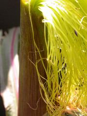 1584_B1-S_R1-g_pl1_219K_3064