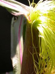 1584_B1-S_R1-g_pl1_219K_3065