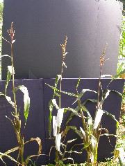 1584_B1-S_R1-g_pl1_219K_4043