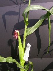 1554_zb4_P1-wr_105A_2615