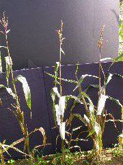 1584_B1-S_R1-g_pl1_219K_4044