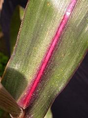 1584_B1-S_R1-g_pl1_219K_4047