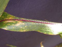 1584_B1-S_R1-g_pl1_219K_4051