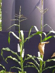 1554_zb4_P1-wr_105A_2616