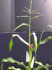 1554_zb4_P1-wr_105A_2617