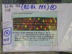 1589_B1-Bh_Pl1_228E_1602