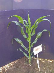 1589_B1-Bh_Pl1_228E_1603