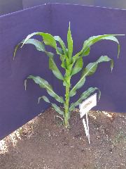 1589_B1-Bh_Pl1_228E_1604