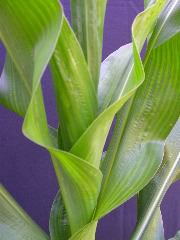 1589_B1-Bh_Pl1_228E_1626