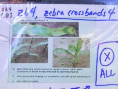 1555_zb4_p1-ww_105B_1388