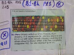 1589_B1-Bh_Pl1_228E_1627