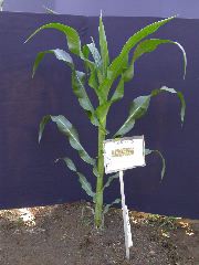 1589_B1-Bh_Pl1_228E_1628