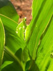 1589_B1-Bh_Pl1_228E_1630