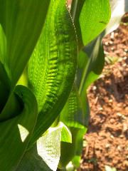 1589_B1-Bh_Pl1_228E_1631