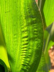 1589_B1-Bh_Pl1_228E_1632