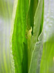 1589_B1-Bh_Pl1_228E_1636