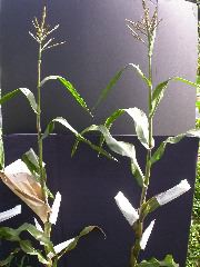 1589_B1-Bh_Pl1_228E_4054