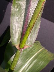 1589_B1-Bh_Pl1_228E_4059