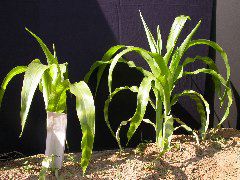 1555_zb4_p1-ww_105B_1390