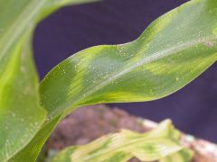 1555_zb4_p1-ww_105B_1391