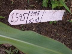 1595_a1-m1-5718_305B_1606