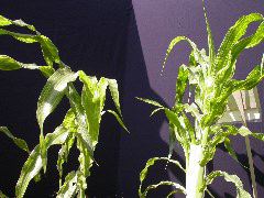 1553_sr_P1-ww_101D_1380