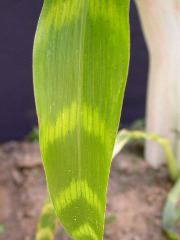 1555_zb4_p1-ww_105B_1392