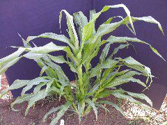 1595_a1-m1-5718_305B_1607