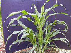 1595_a1-m1-5718_305B_1608