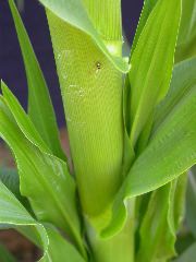 1595_a1-m1-5718_305B_1609