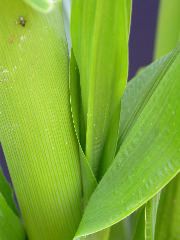 1595_a1-m1-5718_305B_1610