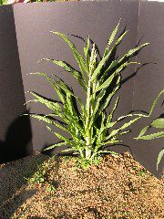 1595_a1-m1-5718_305B_1612