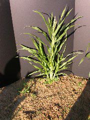 1595_a1-m1-5718_305B_1613