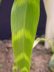 1555_zb4_p1-ww_105B_1393